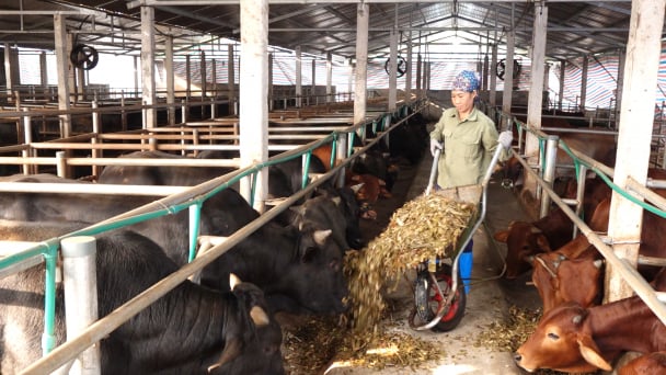 Ủ chua ngô sinh khối, nông dân không lo thiếu thức ăn gia súc