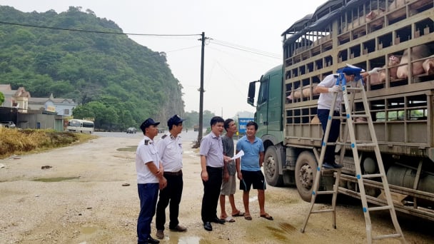 Thanh Hóa duy trì các chốt kiểm dịch động vật 24/24