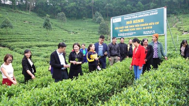 Nông dân được hưởng lợi đầu tiên khi sản xuất chè hữu cơ