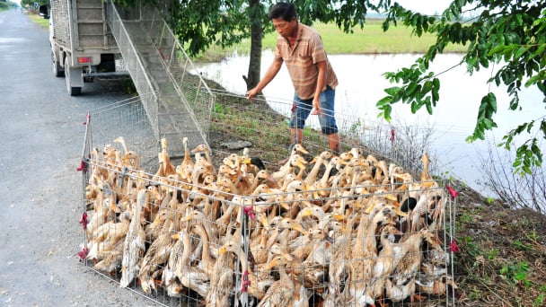 Kiểm soát nghiêm ngặt không để gia cầm nhập lậu qua biên giới