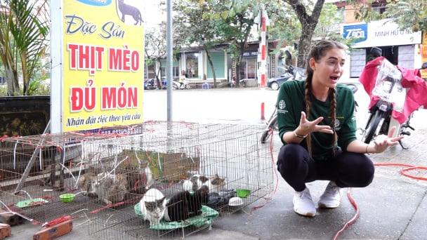 Ngừng giết mổ mèo để phòng tránh bệnh dại