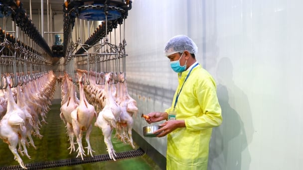 Giết mổ gia cầm 'không ngược đãi động vật'