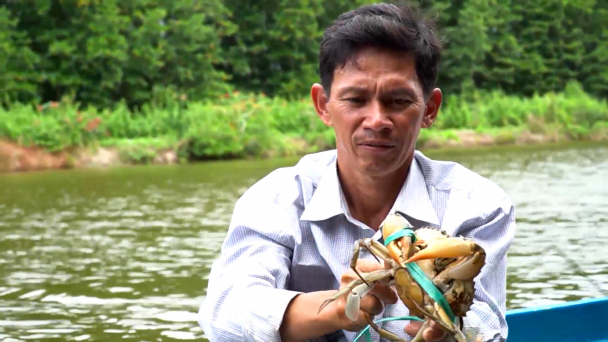 Cà Mau triển khai nhiều giải pháp phát triển thương hiệu cua