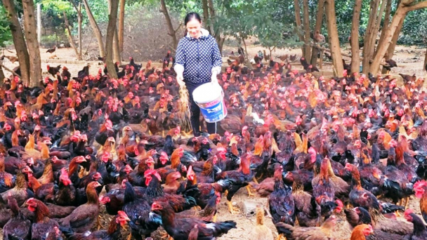 Xây dựng thương hiệu gà đồi Lam Sơn