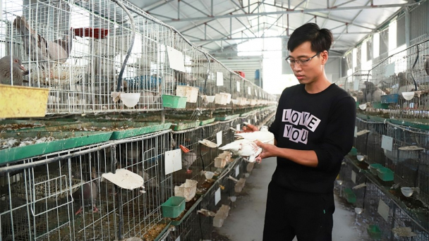 Thu lãi tiền tỷ nhờ nuôi chim bồ câu Pháp