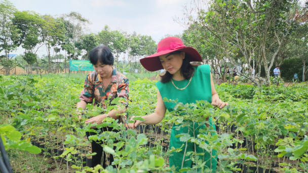 Một triệu cây vì biển đảo Tổ quốc, vì Quê hương Việt Nam xanh
