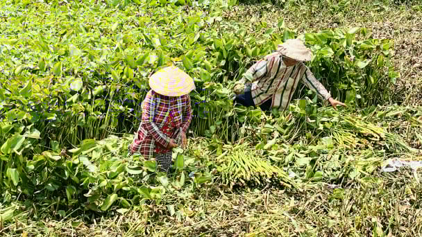Liên kết sản xuất phân hữu cơ từ cây lục bình