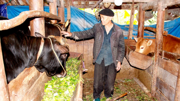 Chủ động chống đói, rét cho đàn gia súc