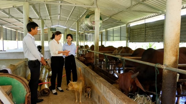Nuôi 10 con bò lai Brahman, sau 10 tháng doanh thu ước đạt 320 triệu đồng