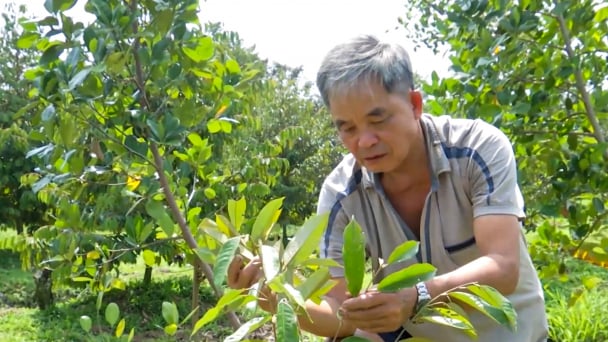 Cần tính toán kỹ khi chuyển đổi sang trồng sầu riêng vì lợi nhuận