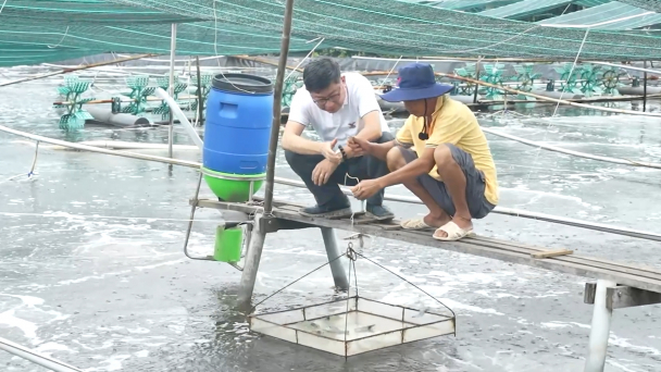 Nuôi tôm công nghệ tuần hoàn nước, giảm giá thành, tăng lợi nhuận