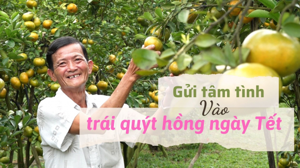 Người Lai Vung gửi tâm tình vào trái quýt hồng ngày Tết