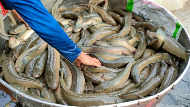 Cá lóc giảm 5.000 đồng/kg