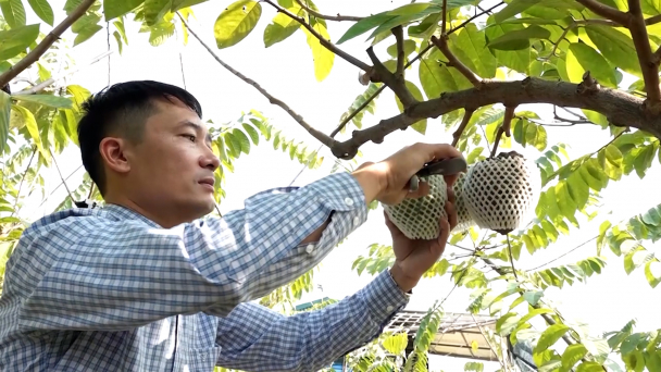 Nghiên cứu thành công giống na có giá 200.000đ/kg