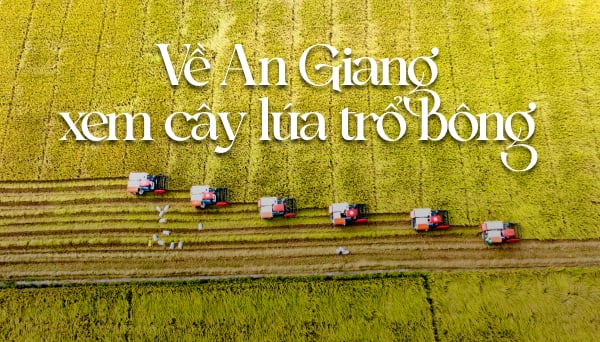 Về An Giang xem cây lúa trổ bông
