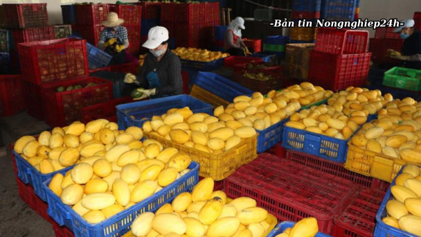 Giảm tổn thất sau thu hoạch xoài, bưởi xuống còn 15 – 20%