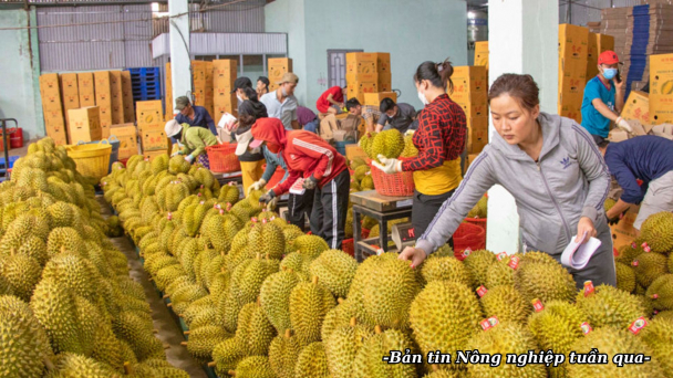 Từng mặt hàng nông sản phải nhắm tới người tiêu dùng cụ thể
