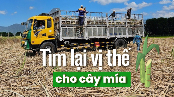Giá mía cao, nông dân vẫn kém vui