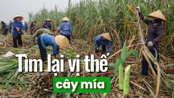 ‘Thủ phủ’ mía xứ Thanh chật vật tìm lại thời vàng son