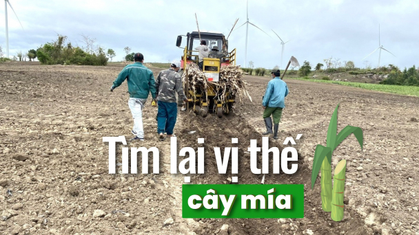 Mỗi hộ trồng hàng trăm ha mía vẫn khỏe re