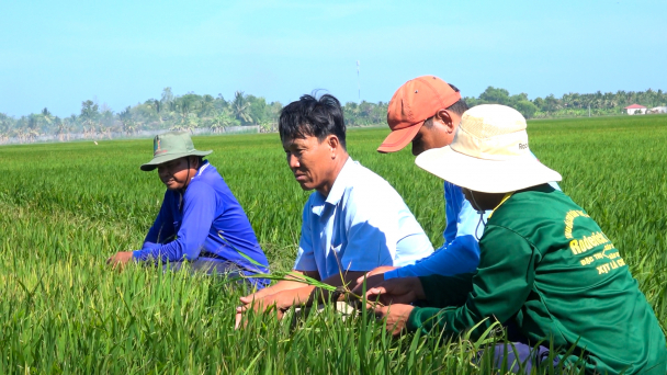 Lấy nước ngọt cứu 3.000 ha lúa đông xuân muộn bị mặn xâm nhập