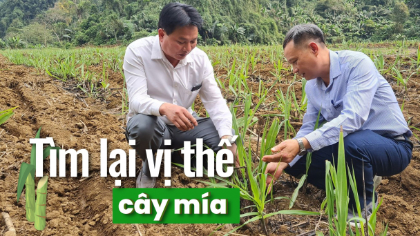 Trong mắt nông dân Phủ Quỳ, cây mía là số 1