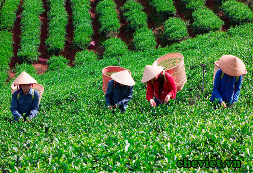 Cho chè ‘ăn’ trứng gà