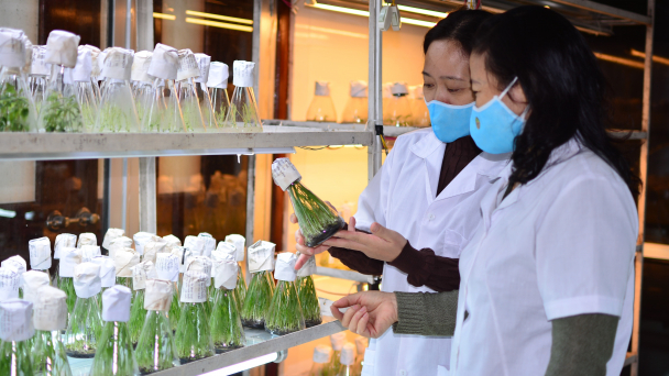 8.000 giống cây trồng được công nhận lưu hành và tự công bố lưu hành