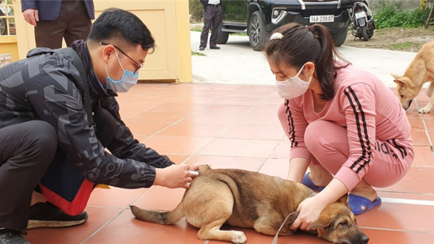 Lập đội xử lý chó thả rông phòng chống bệnh dại