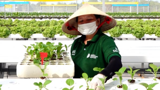 Trồng rau từ đá - Công nghệ thủy canh độc đáo