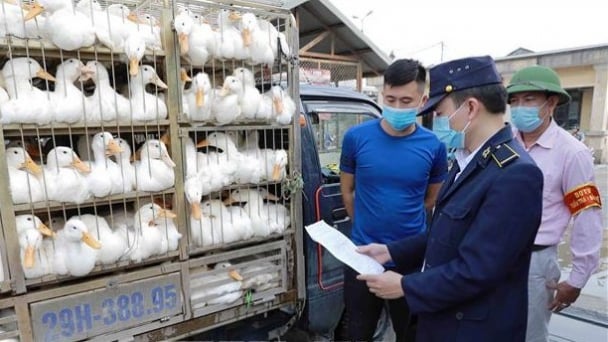 Kiểm soát dịch bệnh 24/24 ở chợ đầu mối gia cầm Hà Vỹ