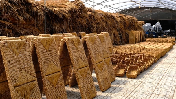 Tạo sinh kế cho hàng trăm lao động từ cỏ dại