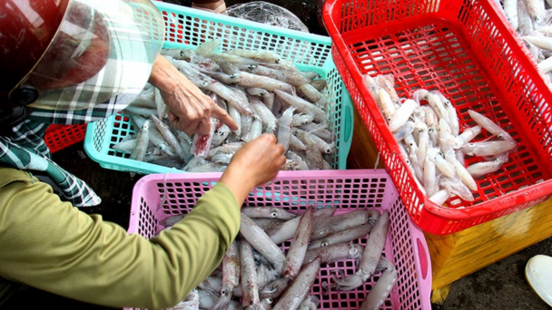 Bản tin Thủy sản ngày 10/4/2024: Ngư dân khai thác mực được mùa sớm