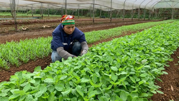 Nông dân xứ Lạng chưa mặn mà sản xuất rau hữu cơ