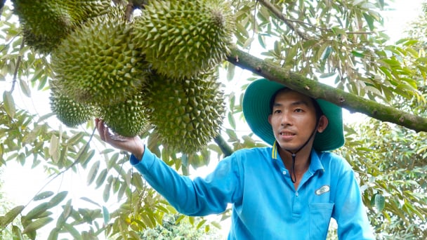 Trồng sầu riêng nghịch vụ, kiếm tiền tỷ mỗi năm