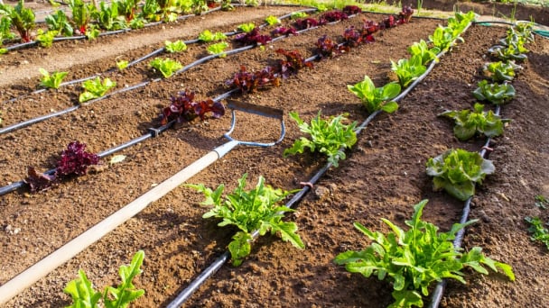 Học hỏi nông nghiệp tiết kiệm nước từ văn hóa của Israel