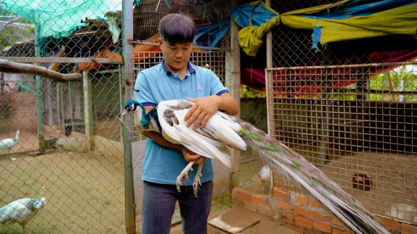 Nuôi chim công thu nhập trên 300 triệu đồng/năm