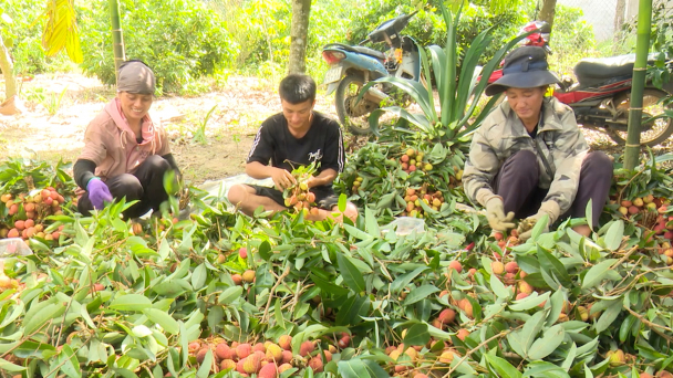 Vải mất mùa nhưng nông dân vẫn lãi 300 triệu đồng/ha