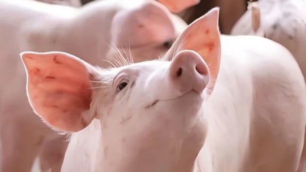 Thịt heo tăng giá, cổ phiếu doanh nghiệp chăn nuôi 'tiền hô hậu ủng'