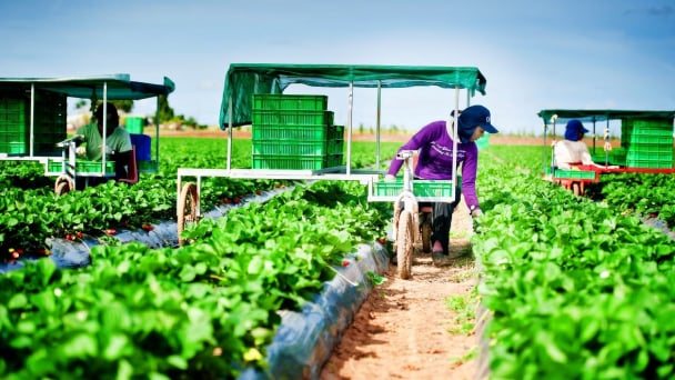 Cảnh báo lừa đảo đi Úc làm trong ngành nông nghiệp