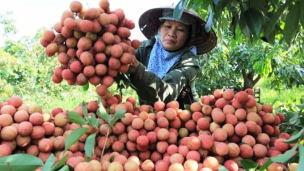 Vải Thanh Hà mất mùa, sản lượng chỉ bằng 50% năm ngoái