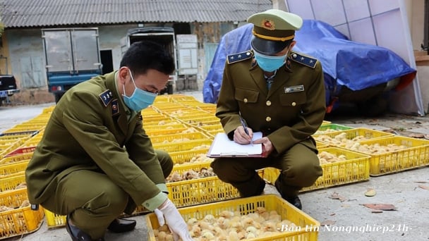 Đề nghị các địa phương ngăn chặn nhập lậu giống vật nuôi