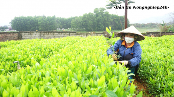 Siết chặt quản lý giống để đảm bảo quyền lợi cho nông dân