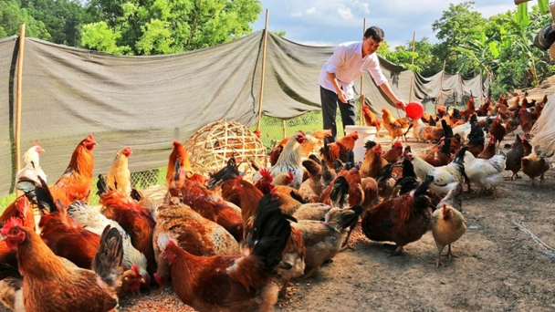 Nuôi gà uống trà, ăn dược liệu mỗi năm thu lãi vài trăm triệu đồng