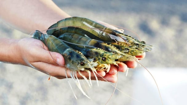 Nuôi tôm lạm dụng kháng sinh không còn hiệu quả như trước