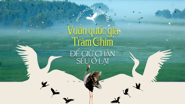Phục hồi hệ sinh thái Vườn quốc gia Tràm Chim để giữ chân sếu ở lại