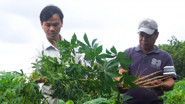 Nhân giống nhanh chóng các giống sắn kháng bệnh khảm lá