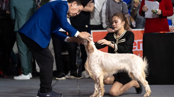 Hàng trăm thú cưng đọ tài sắc tại Vietnam Pet Festival 2024