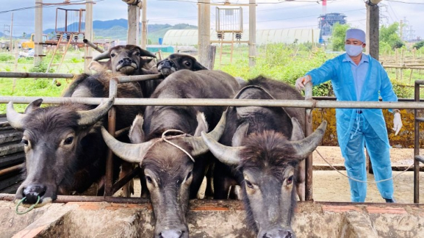 Tỉ lệ tiêm phòng vật nuôi ở Ba Chẽ đạt trên 80%