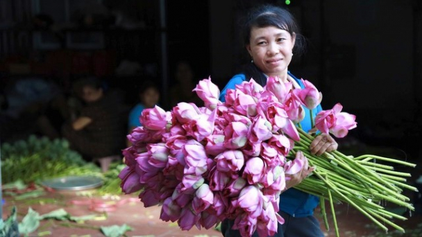 Biến ruộng trũng kém hiệu quả thành vùng trồng sen đa giá trị